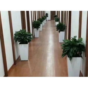 辦公室綠植租擺 過道走廊